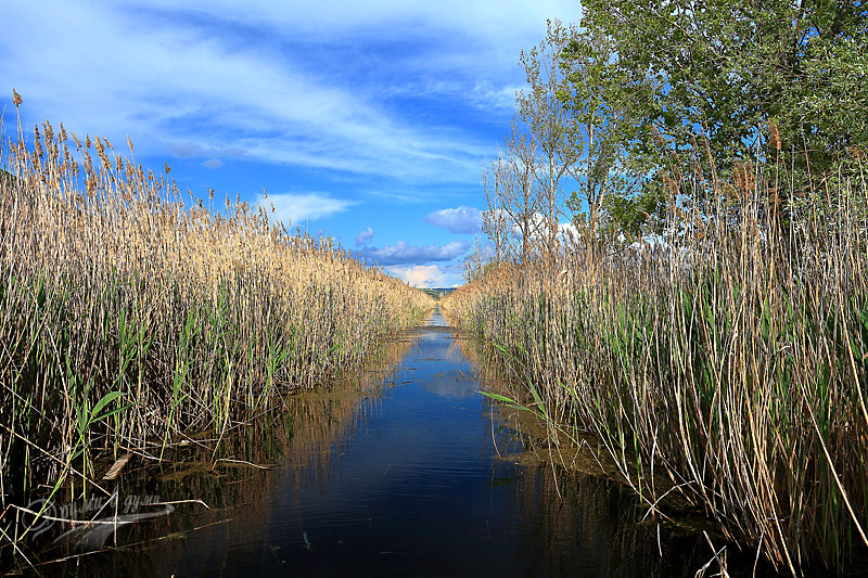 Драгоманско блато